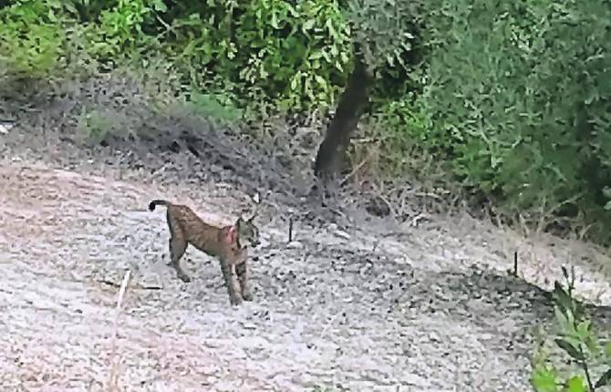 21 de julio. Foto de un lince tomada por Joaquín Arias en su olivar. 