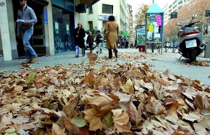 MUY PRONTO. Hojas caídas en el Paseo de la Estación de la capital jiennense.