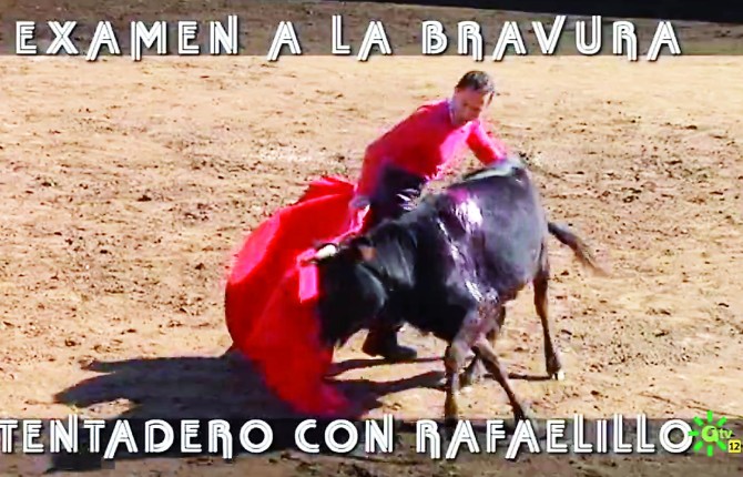 CON LA MULETA. El torero murciano-jiennense tantea con la franela al astado en la placita de El AÃ±adÃ­o.
