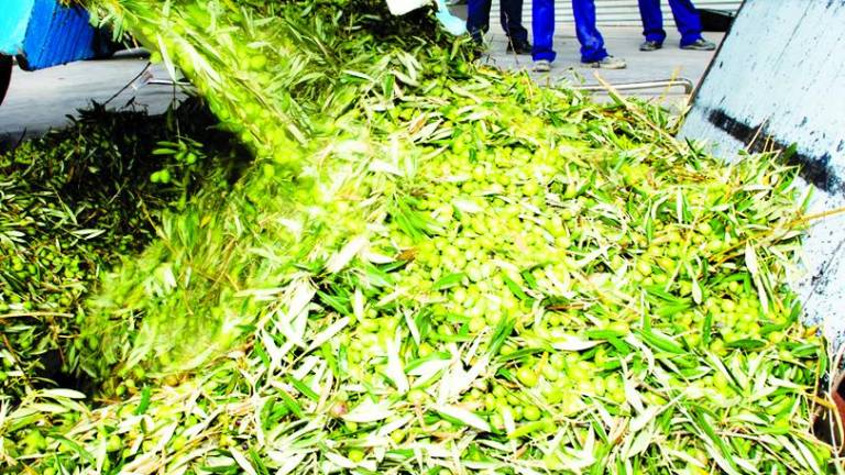 El aceite cuesta más de 3 euros ante las dudas sobre la cosecha El aceite cuesta más de 3 euros ante las dudas sobre la cosecha
