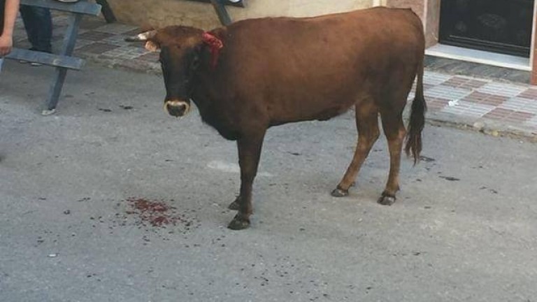 Polémica en Begíjar tras un incidente con una vaquilla en las fiestas