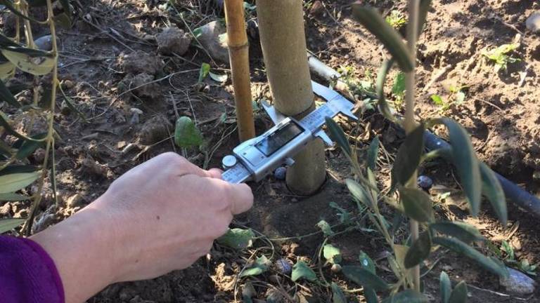 Ciencia en las ramas del olivo Ciencia en las ramas del olivo