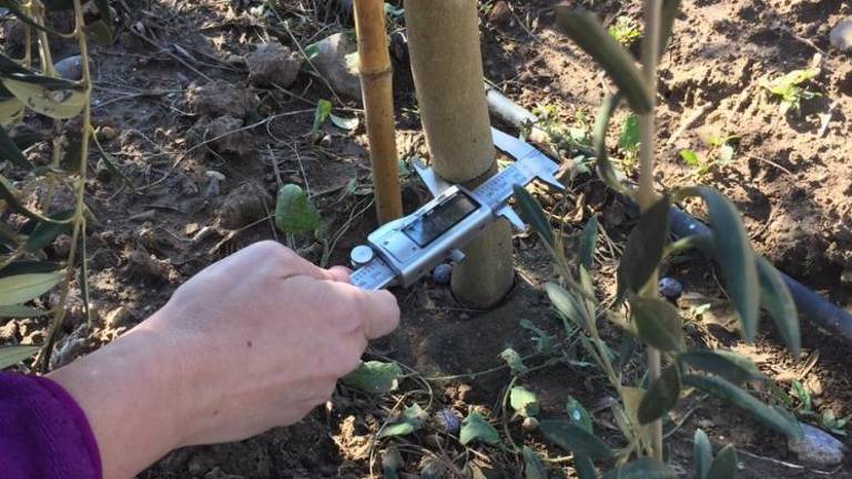 Ciencia en las ramas del olivo