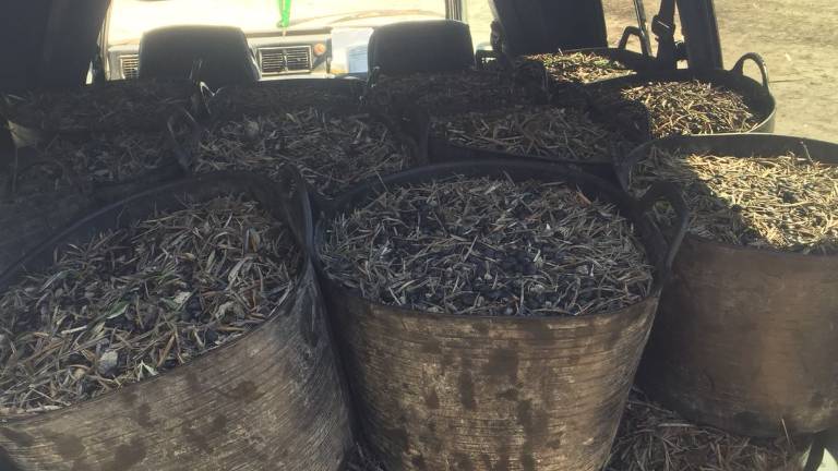 Los rebuscadores encuentran aceitunas entre lluvia y barro Los rebuscadores encuentran aceitunas entre lluvia y barro