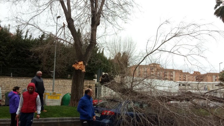 Un árbol cae por el viento en la Avenida de Arjona
