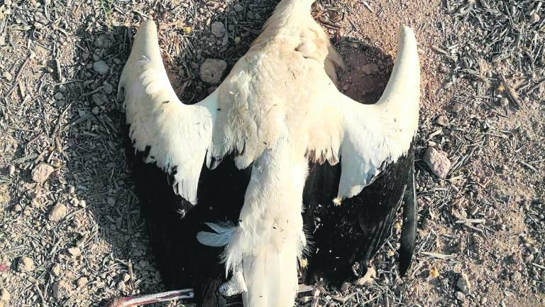 Más de 50 aves fallecen electrocutadas en el vertedero Más de 50 aves fallecen electrocutadas en el vertedero