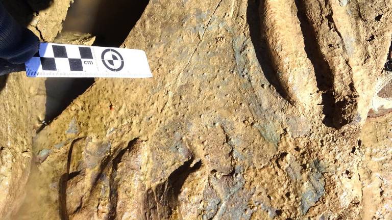 Investigadores jiennenses descubren huellas de tortugas de hace 227 millones de años Investigadores jiennenses descubren huellas de tortugas de hace 227 millones de años