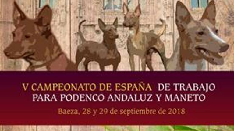 Baeza, capital nacional del campeonato del podenco