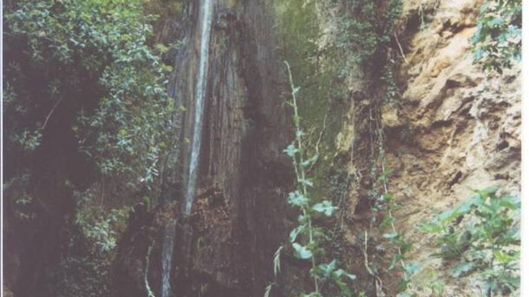 La alegría “brota” en cada rincón del paraíso La alegría “brota” en cada rincón del paraíso