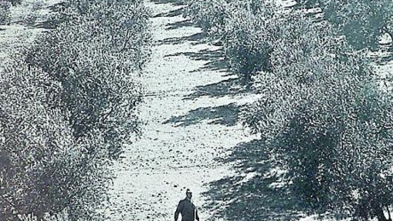 El olivar visto desde el objetivo del fotoperiodista Manny Rocca