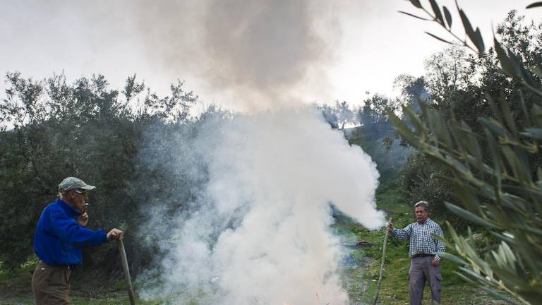 Fuego para decir adiós a la aceituna