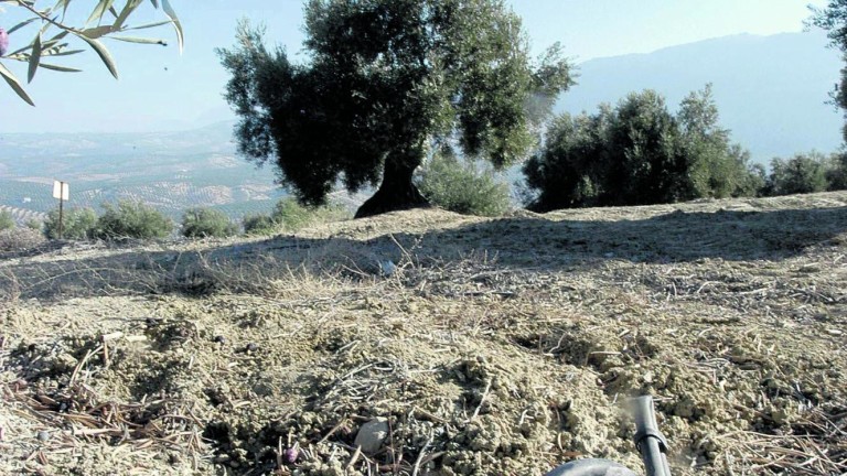 89.000 jiennenses se acogen a la PAC para mantener sus olivares