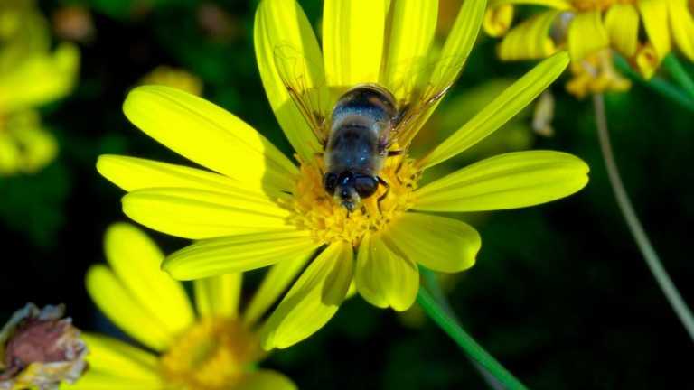 El futuro de la apicultura, inestable por la baja renta