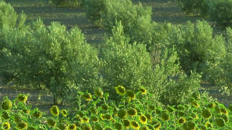 El girasol saca “tajada” del precio del aceite y consigue vender más