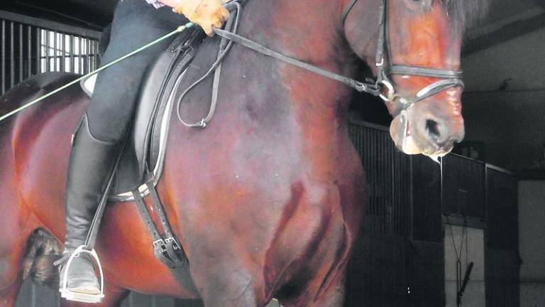 Pura pasión por la equitación Pura pasión por la equitación