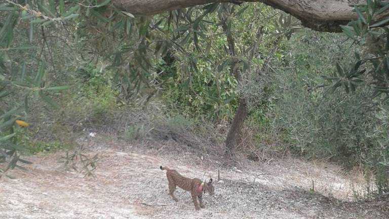 Muere en un coto de Jimena un lince atrapado en un lazo