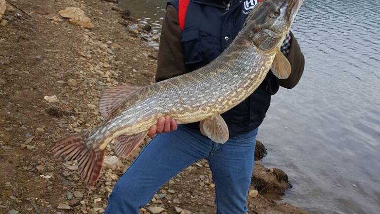 Captura y suelta de un lucio de 10 kilos