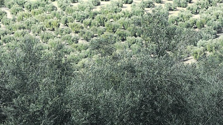 Italia declara el fin de la Xylella tras arrancar miles de olivares