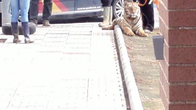 Un tigre se escapa de un circo en Andújar