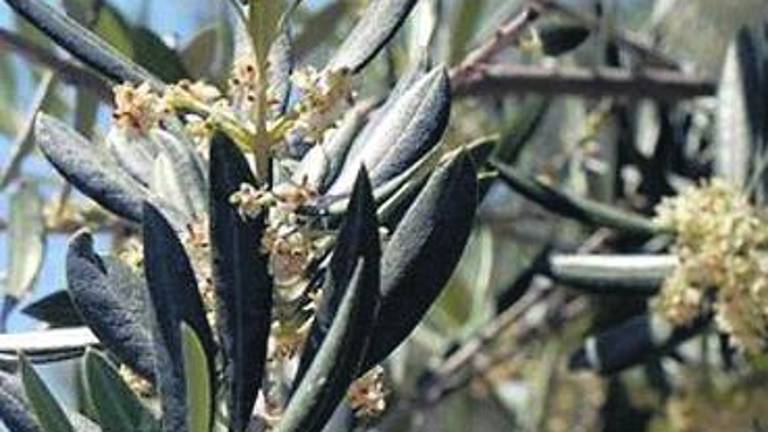Los niveles de polen del olivo siguen a raya esta primavera Los niveles de polen del olivo siguen a raya esta primavera
