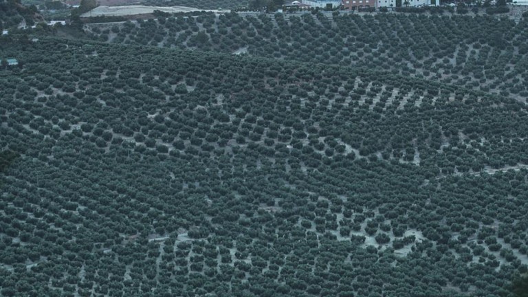 Los olivares florecerán antes por los efectos del cambio climático