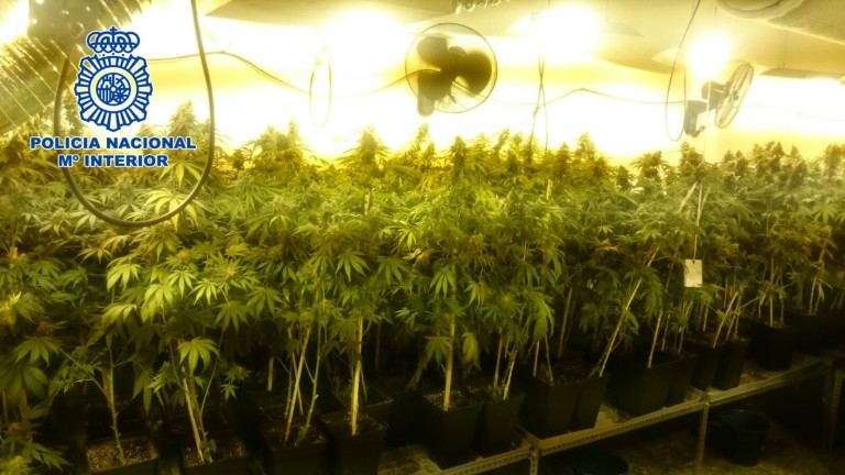 Interceptadas 342 plantas de marihuana en “El Madroñal”