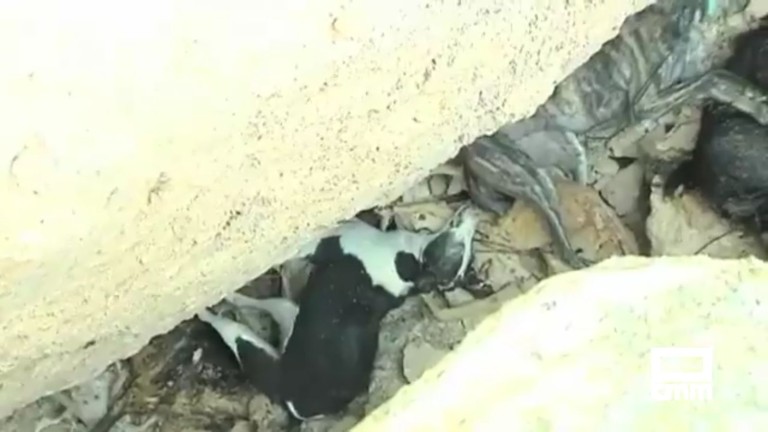 Investigan el hallazgo de una fosa con 30 cadáveres de perros