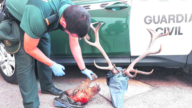 Detenidos dos carolinenses acusados de furtivismo Detenidos dos carolinenses acusados de furtivismo