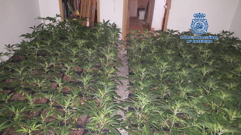 La Policía desmantela un invernadero de marihuana La Policía desmantela un invernadero de marihuana