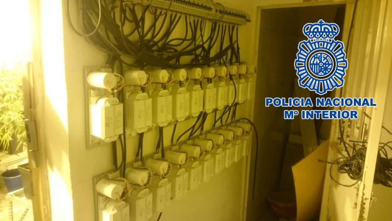 Interceptadas 342 plantas de marihuana en “El Madroñal” Interceptadas 342 plantas de marihuana en “El Madroñal”