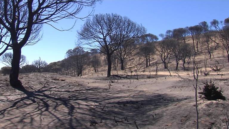 El incendio de Moguer arrasa 8.486 hectáreas El incendio de Moguer arrasa 8.486 hectáreas