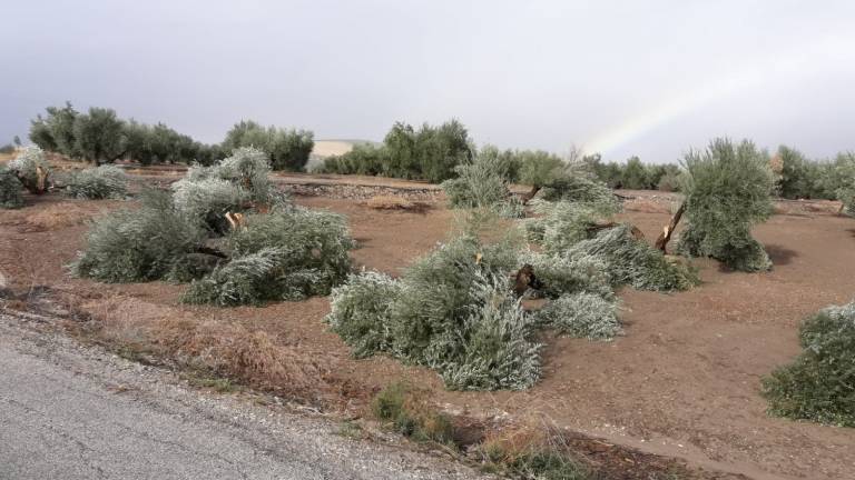 Denuncian la tala de olivos en actos vandálicos en Porcuna