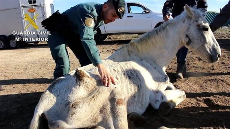 Hallan desnutridos a 12 caballos