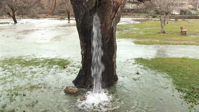Descubre el secreto del árbol del que brota agua Descubre el secreto del árbol del que brota agua
