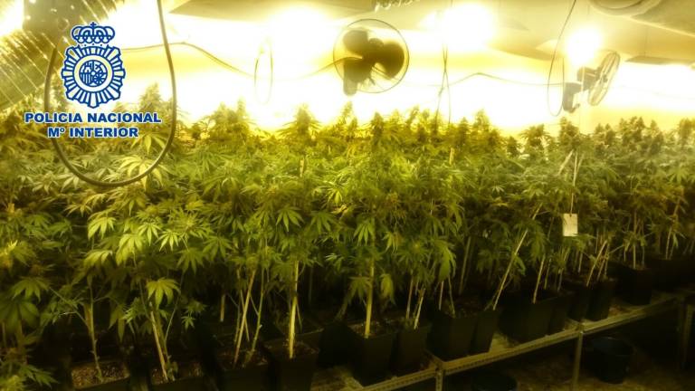 La Policía desmantela un invernadero de marihuana en Linares La Policía desmantela un invernadero de marihuana en Linares