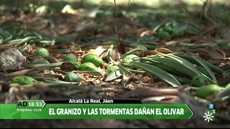 La gran preocupación por el olivar, en Andalucía Directo