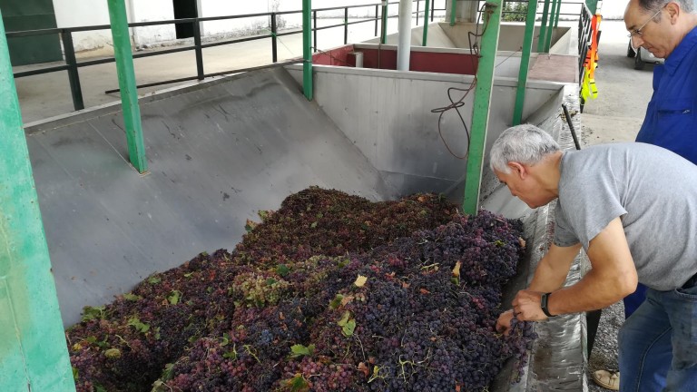 La campaña de la vendimia deja este año 72.000 kilos de uva