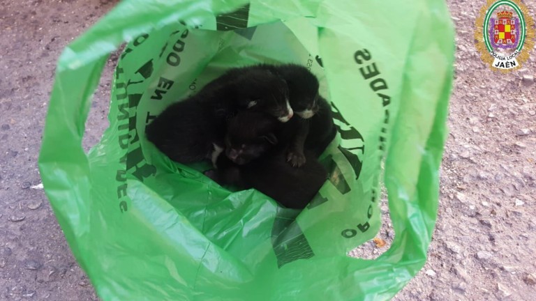 Encuentran a cuatro gatitos dentro de una bolsa de plástico