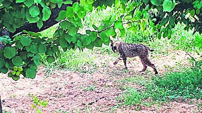 A la captura del lince “viajero”