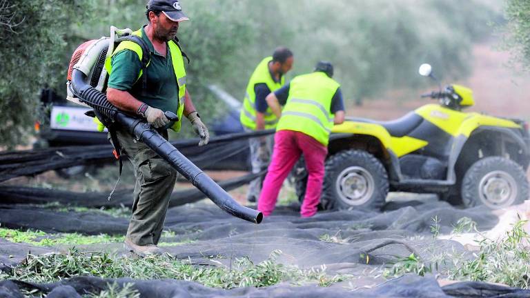 España reduce el aforo y eleva los precios del aceite de oliva España reduce el aforo y eleva los precios del aceite de oliva