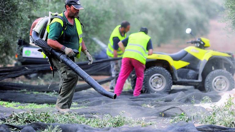 España reduce el aforo y eleva los precios del aceite de oliva