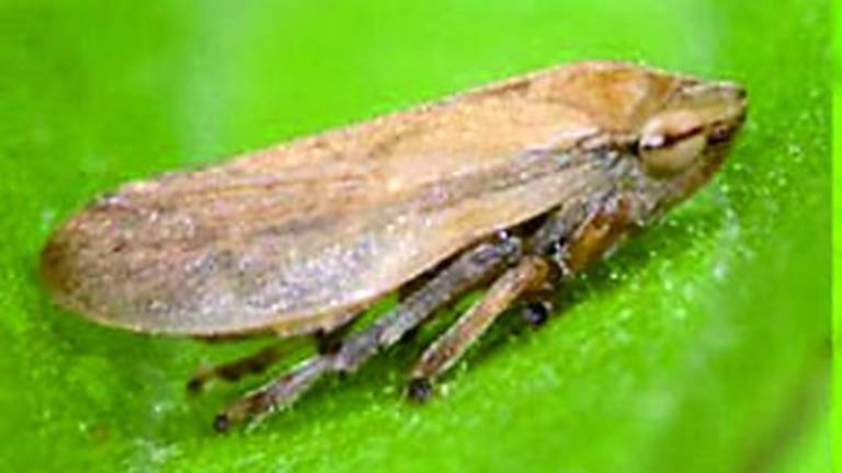 El fantasma del insecto de la Xylella causa terror