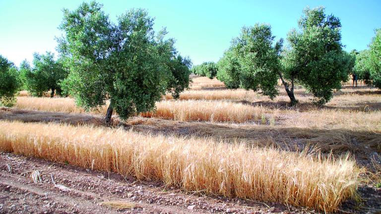 El olivar vale para hacer cerveza El olivar vale para hacer cerveza