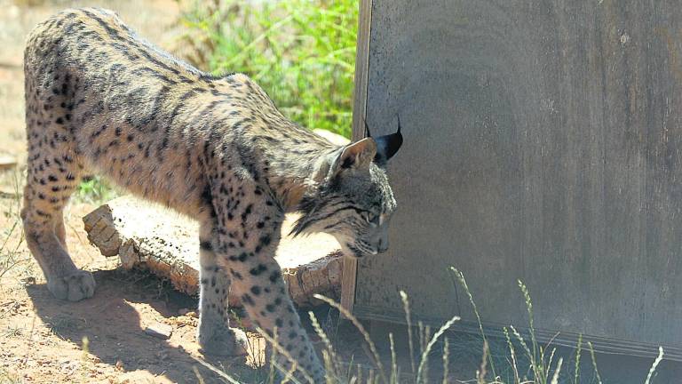 Jaén acoge 12 linces procedentes de Portugal Jaén acoge 12 linces procedentes de Portugal