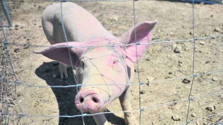 Huesa, Hinojares y Pozo Alcón se unen contra la “macrogranja”