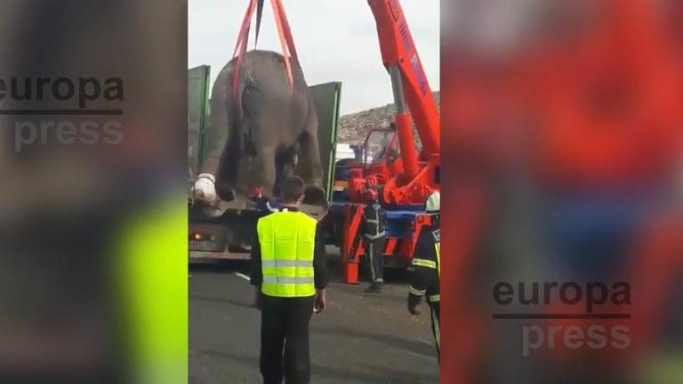 Un elefante muerto tras el vuelco del camión que lo transportaba Un elefante muerto tras el vuelco del camión que lo transportaba