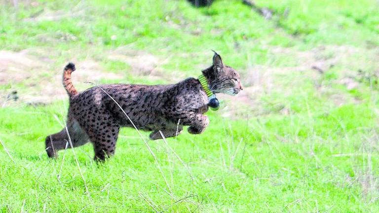 Un censo de 600 linces Un censo de 600 linces