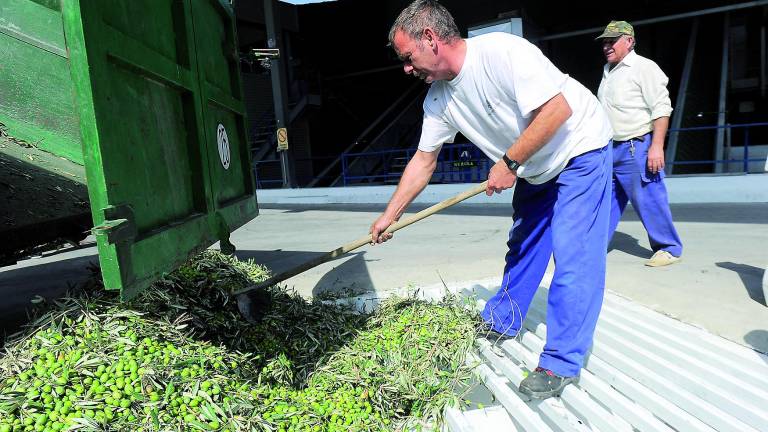 Jaén alcanza las 652.699 toneladas de aceite este año