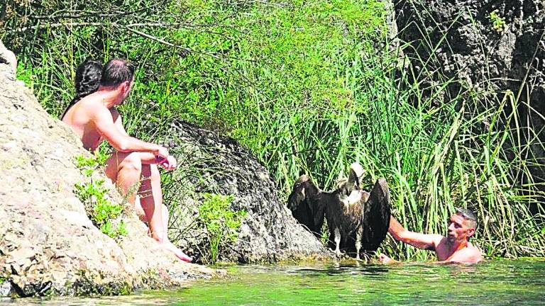 Un buitre es rescatado en el Charco de la Pringue