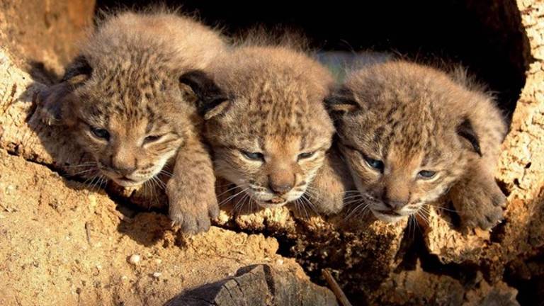 31 ejemplares de lince ibérico se liberarán en 2018 31 ejemplares de lince ibérico se liberarán en 2018